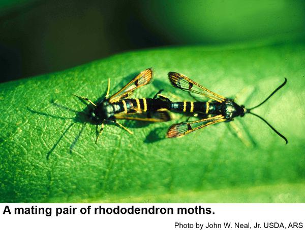 Male rhododendron borer moths (left) are slightly smaller than f